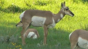 PICTURES/Jewel Cave & Custer State Park, SD/t_Pronghorns12.JPG